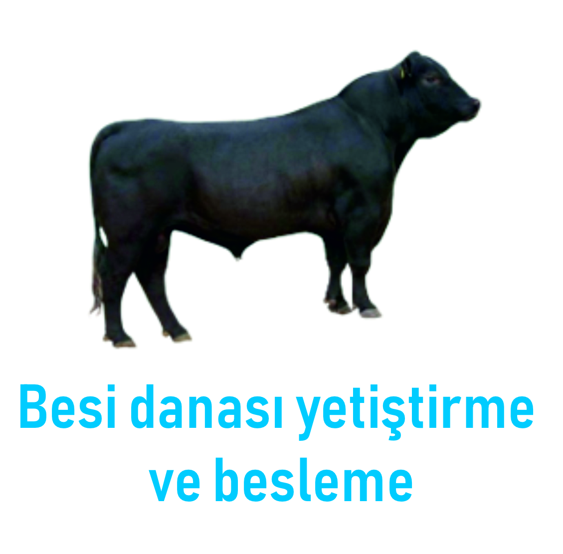 3 Nesneden Oluşan Grup (1)