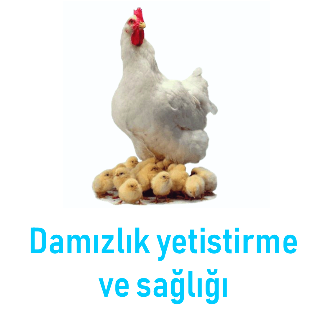 3 Nesneden Oluşan Grup (10)