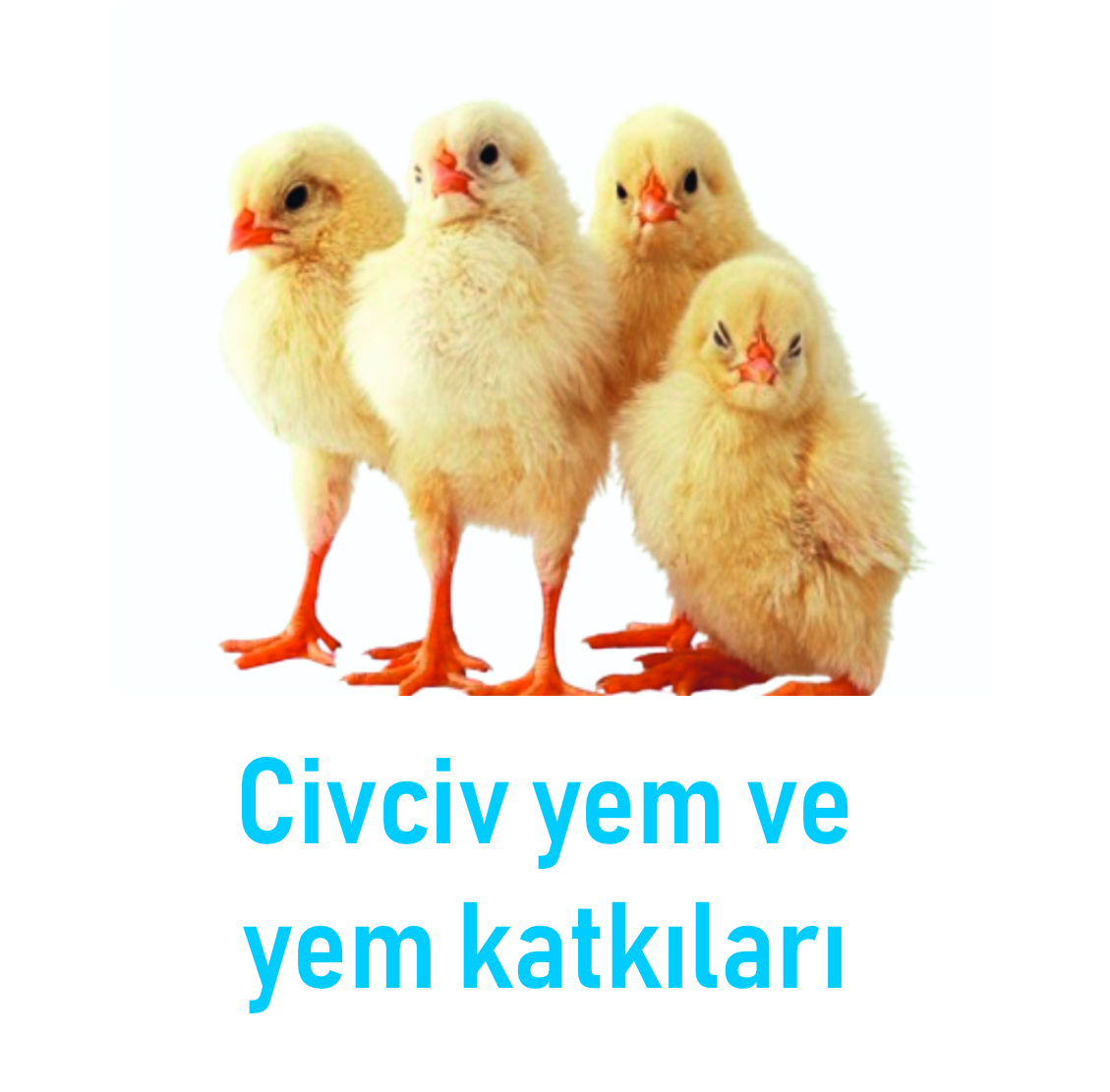 3 Nesneden Oluşan Grup (11)