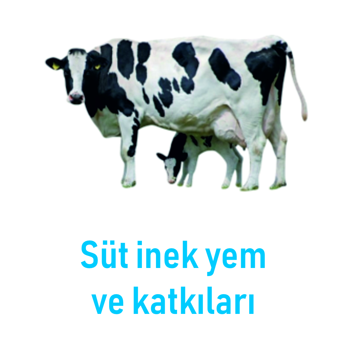 3 Nesneden Oluşan Grup (2)