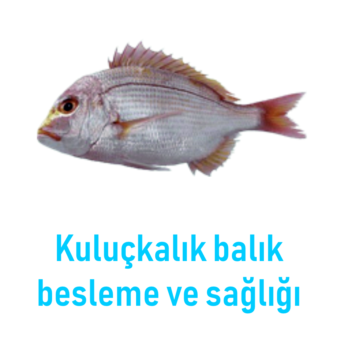 3 Nesneden Oluşan Grup (4)