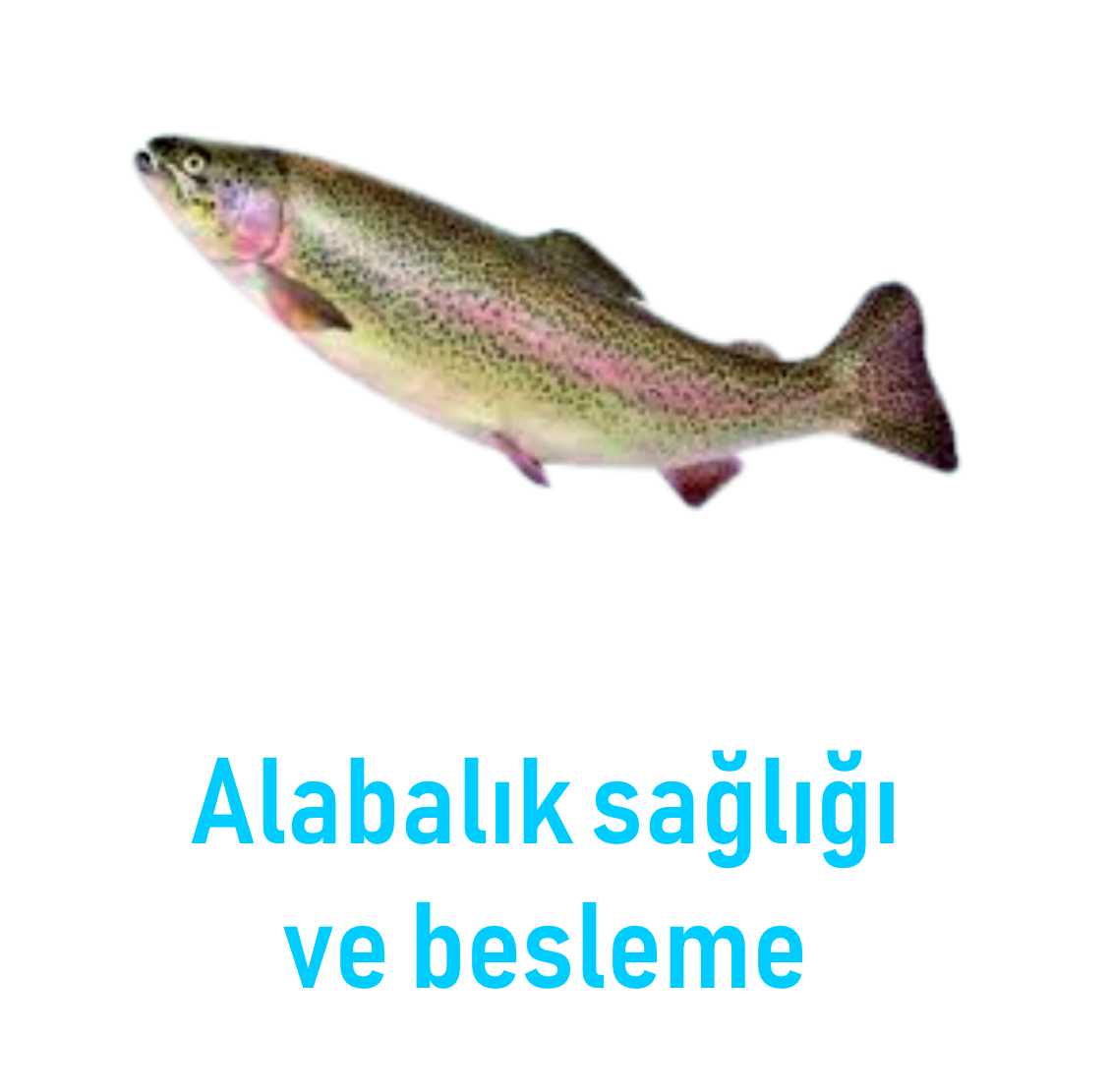 3 Nesneden Oluşan Grup (5)