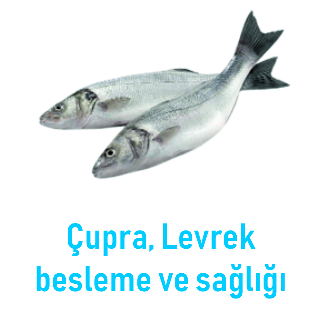 3 Nesneden Oluşan Grup (6)