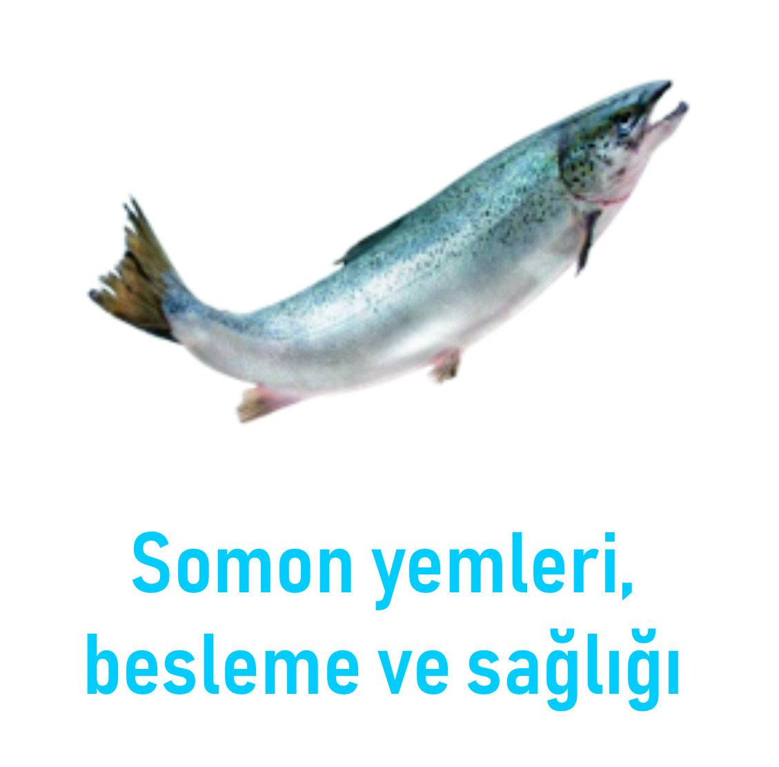 3 Nesneden Oluşan Grup (7)